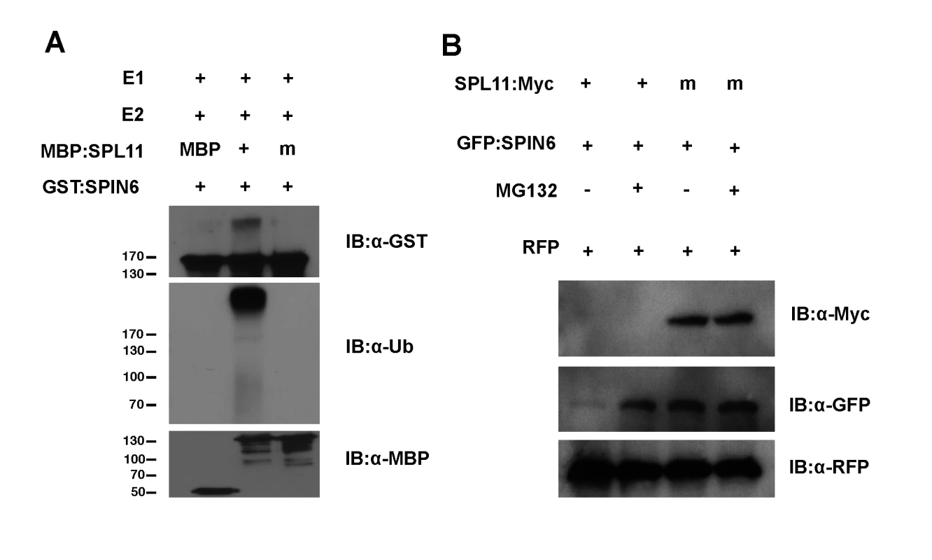 Ubiquitination of SPIN6 <i>in vitro</i> and degradation of SPIN6 in <i>N</i>. <i>benthamiana</i> by SPL11.
