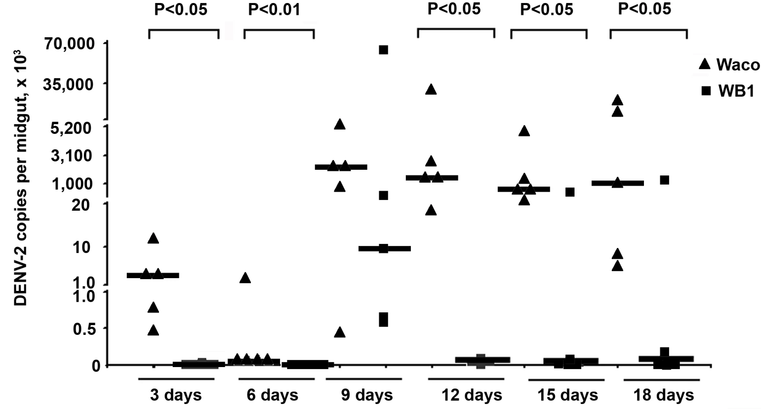 Inhibition of dengue infection in the mosquito midgut by <i>Wolbachia</i>.