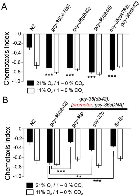 Disrupting <i>gcy-35</i> or <i>gcy-36</i> confers strong CO<sub>2</sub> avoidance regardless of ambient O<sub>2</sub>.