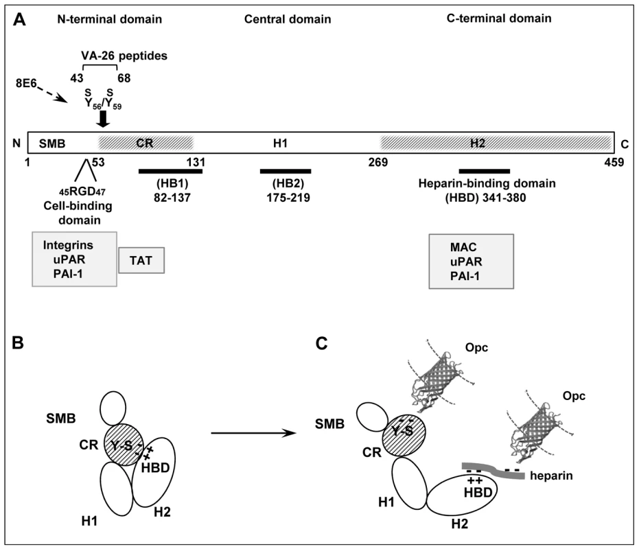 Vitronectin domain structure, conformational states and some physiological and bacterial ligand binding sites.