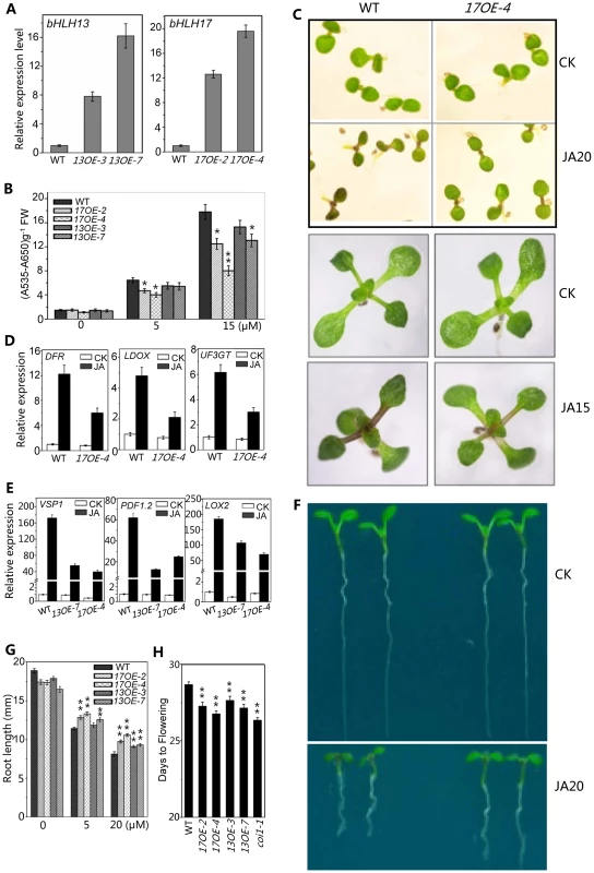 Overexpression of <i>bHLH 13</i> or <i>bHLH 17</i> attenuated JA responses.