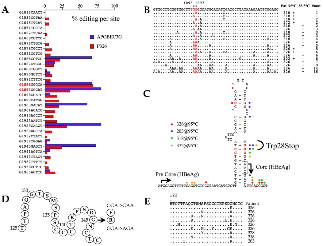 A3 editing of the precore and HBsAg coding regions.