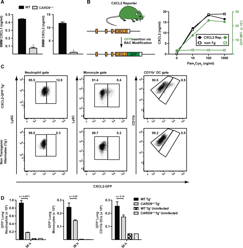 CARD9-dependent induction of ELR<sup>+</sup> chemokines <i>in vitro</i> and <i>in vivo</i>.