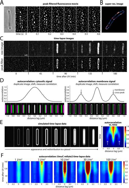Changes in the cellular location of UmuC in response to UV irradiation.