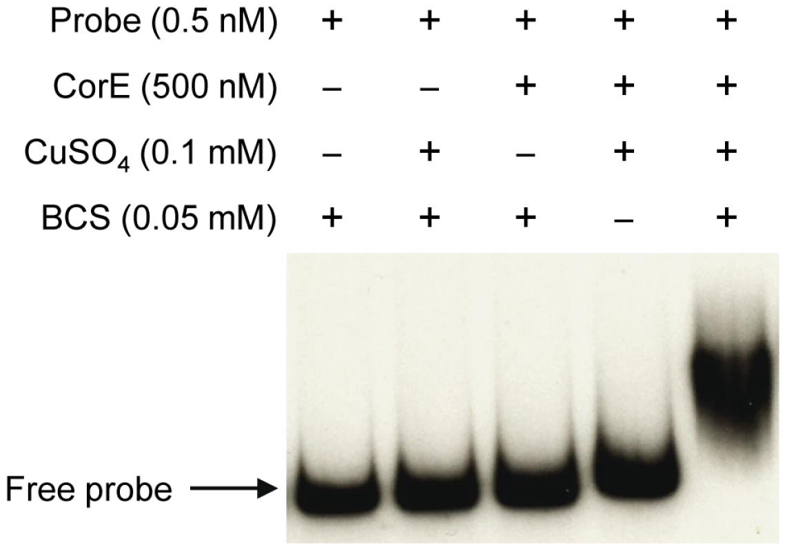 CorE needs copper and BCS to bind DNA.