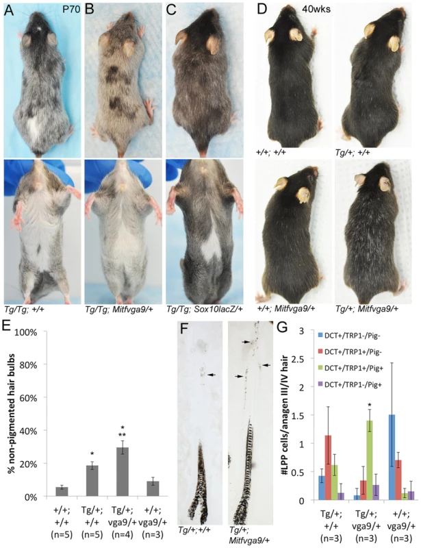 Alteration of the <i>Tg(DctSox10)</i> phenotype through the reduction of <i>Mitf</i>.