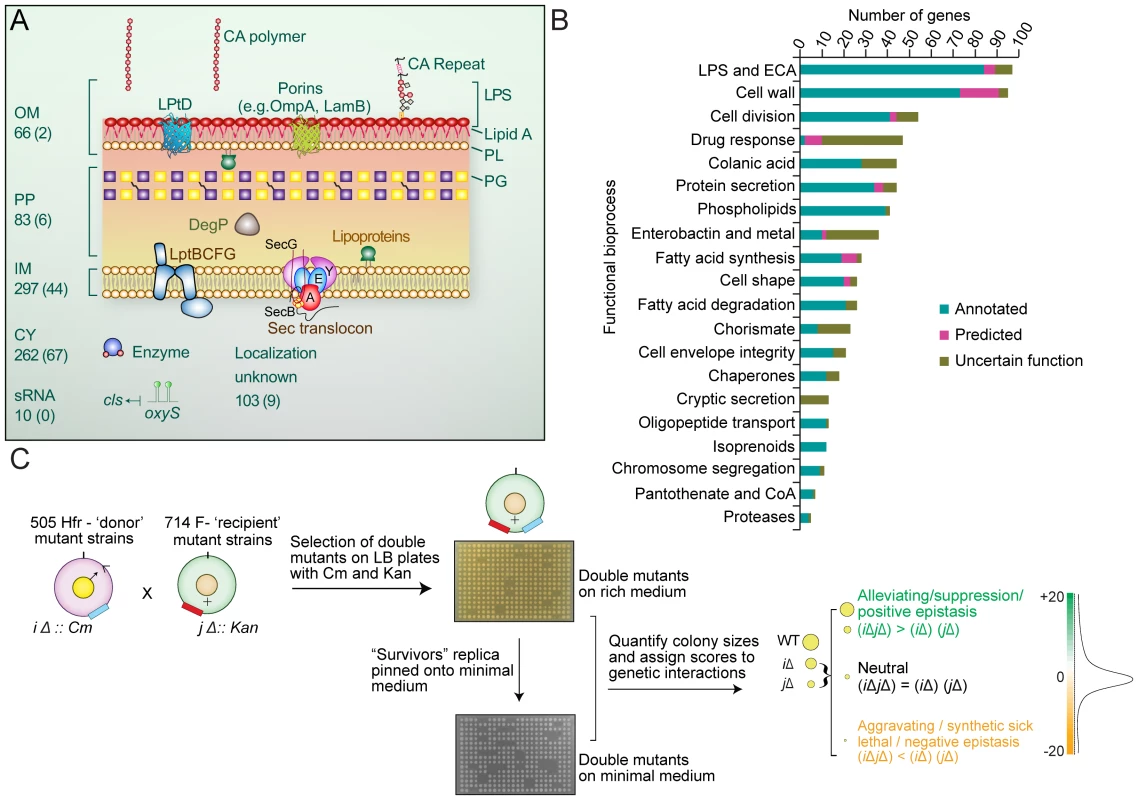 Cell envelope targets and schematic of cell envelope eSGA strategy.