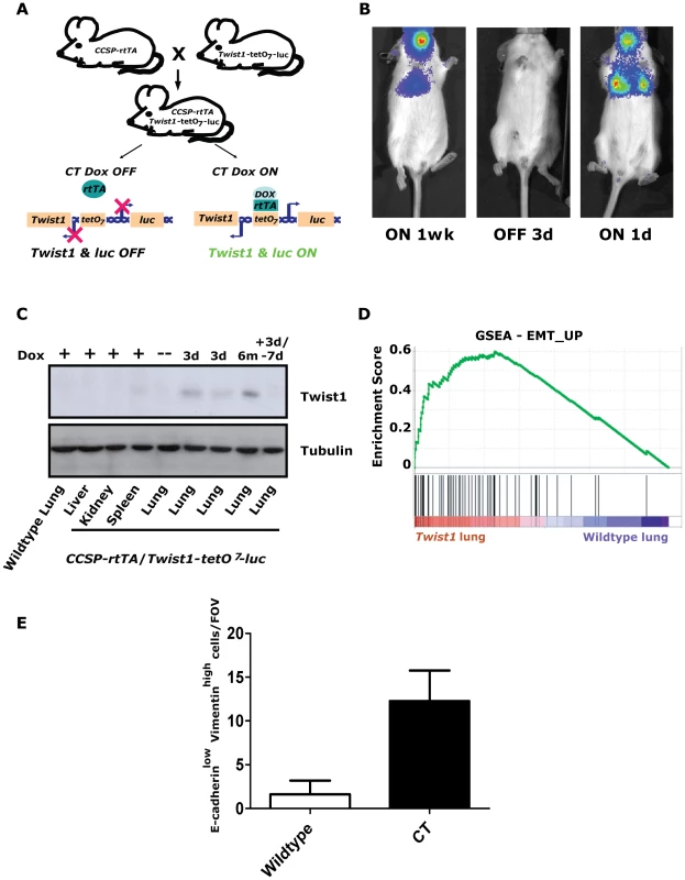 Inducible <i>Twist1</i> lung model of epithelial mesenchymal transition (EMT).