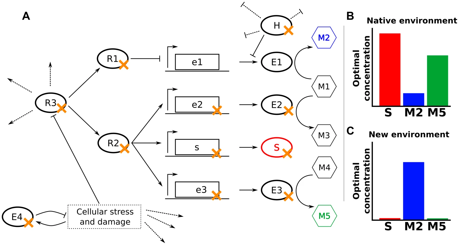 Null mutations increase fitness through varied mechanisms.