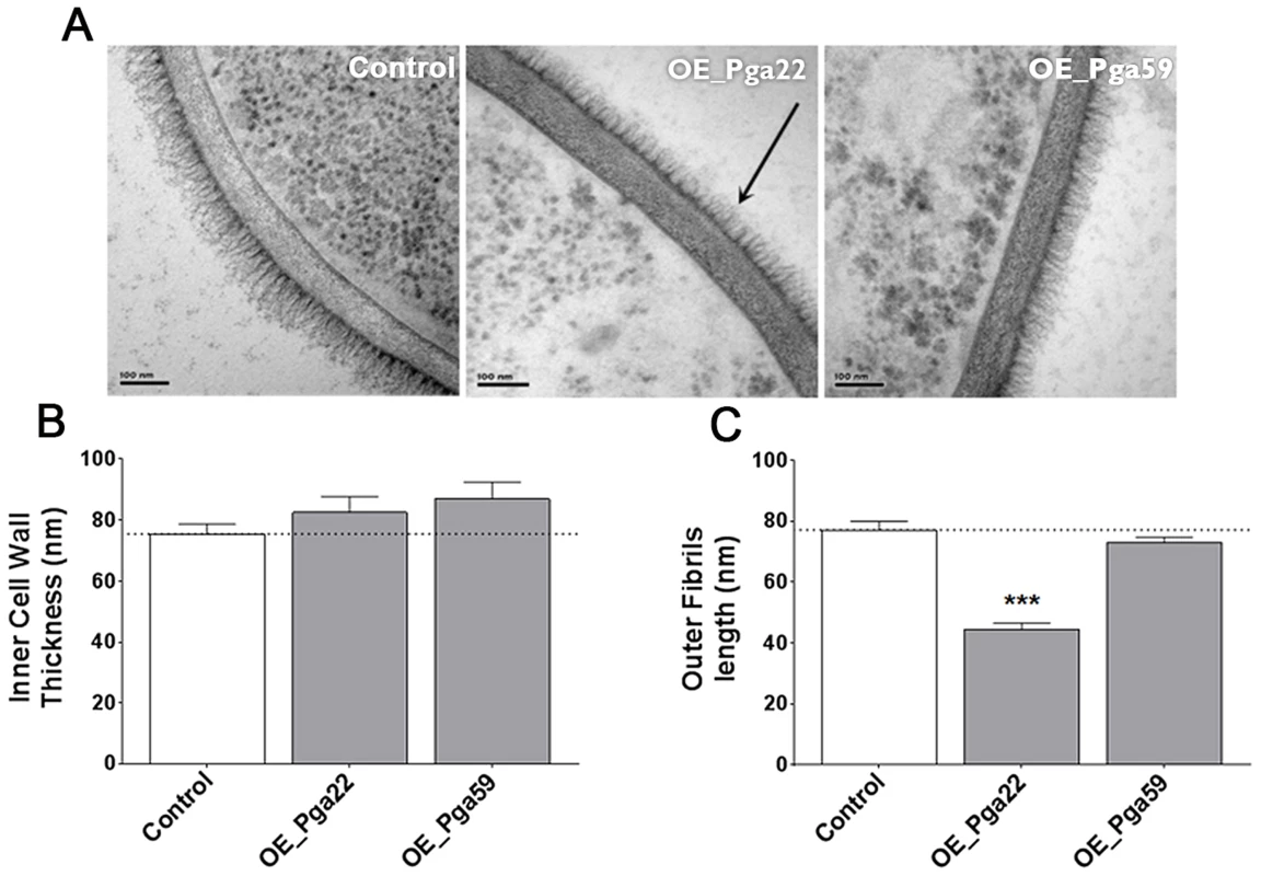 Transmission electron microscopy of the cell wall upon overexpression of the <i>PGA22</i> and <i>PGA59</i> genes.