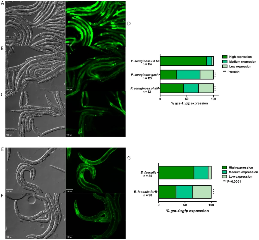 Expression of SKN-1 regulated genes is reduced in response to attenuated mutants of <i>P. aeruginosa</i> PA14 and <i>E. faecalis</i> OG1RF.