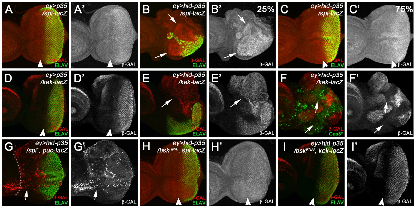 Epistasis analysis of <i>spi</i> and <i>bsk</i>.