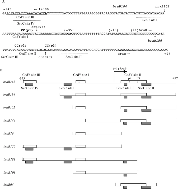 The sequence of the <i>braB</i> regulatory region and map of the promoter fragments used.