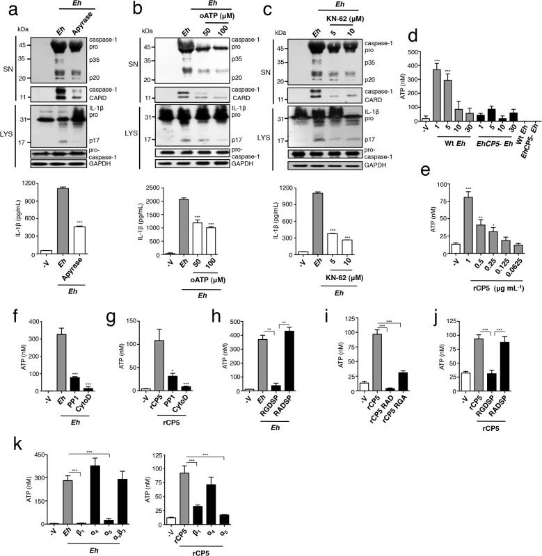 ATP release via α<sub>5</sub>β<sub>1</sub> integrin is required for <i>E</i>. <i>histolytica</i> (<i>Eh</i>) to activate the NLRP3 inflammasome.