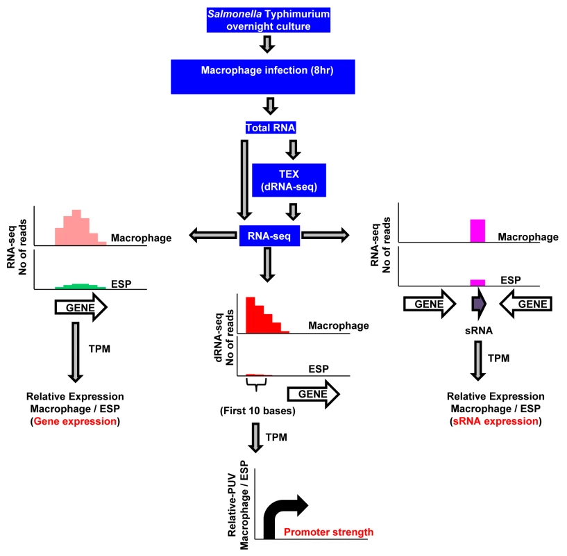 RNA-seq–based strategy to identify promoters, transcribed regions, and small RNAs of <i>S</i>. Typhimurium active during macrophage infection.