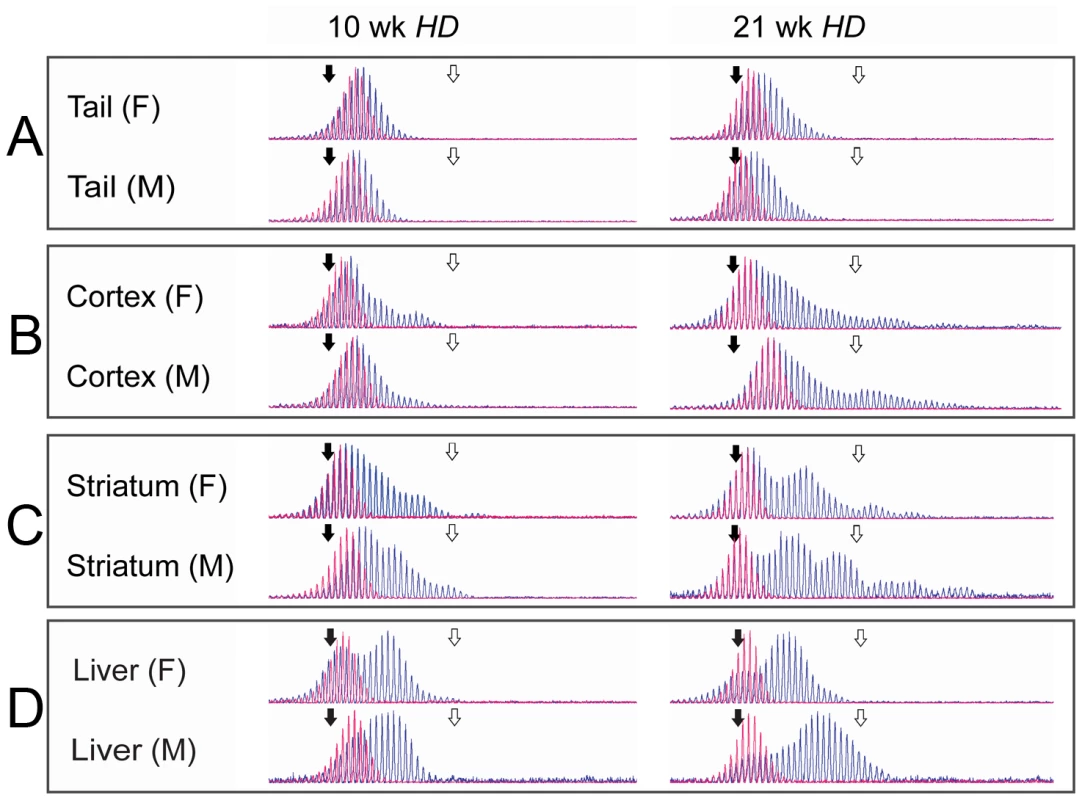 Fragment analysis in tail, cortex, striatum, and liver.