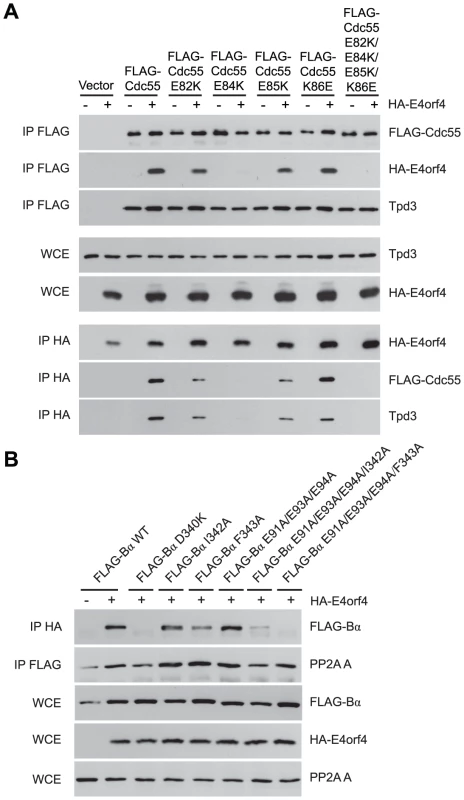 Mutations <i>south</i> of the substrate binding groove also affect E4orf4 association with B55α and Cdc55.