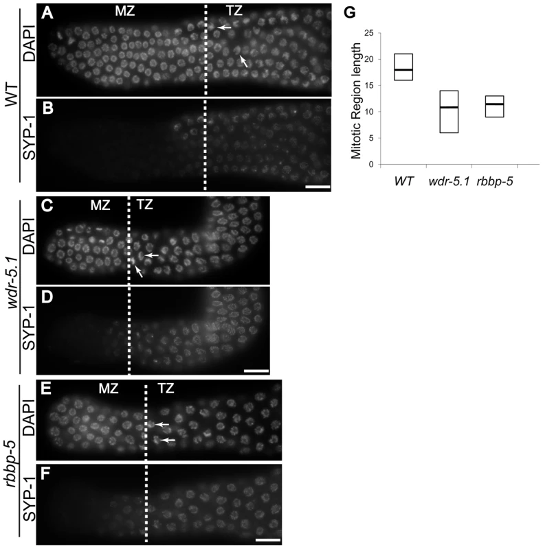 <i>wdr-5.1 and rbbp-5</i> mutants exhibit temperature-sensitive GSC defects.