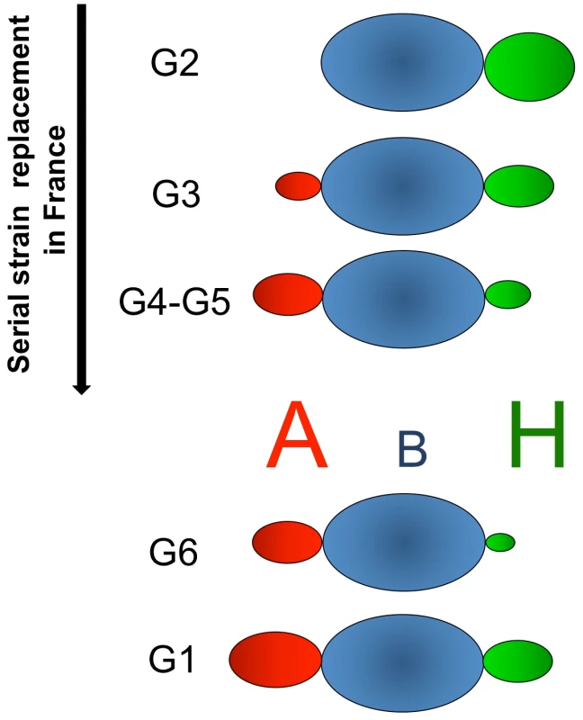 Summary of the RHDV strains specificities for ABH antigens.