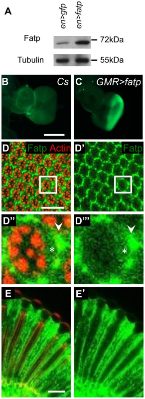 <i>fatp</i> is expressed in the adult retina.