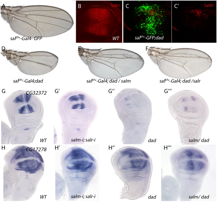 Genes regulated by Dpp signalling independently of Salm/Salr.