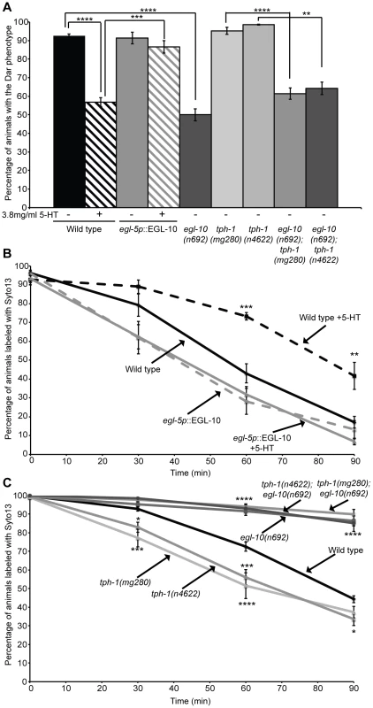 Rectal epithelial EGL-10 acts downstream of serotonin to modify the immune response and affect pathogen clearance.