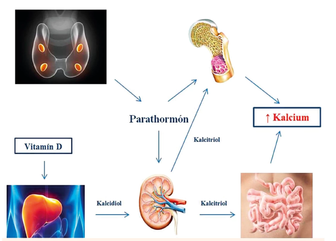 Regulácia metabolizmu kalcia.
Fig. 3. Regulation of calcium metabolism.