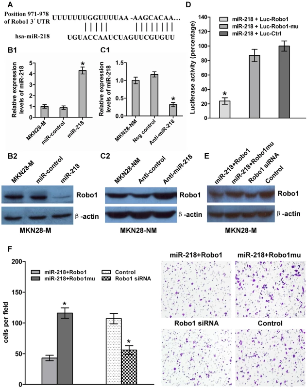 miR-218 targeted Robo1 by binding to its 3′-UTR.