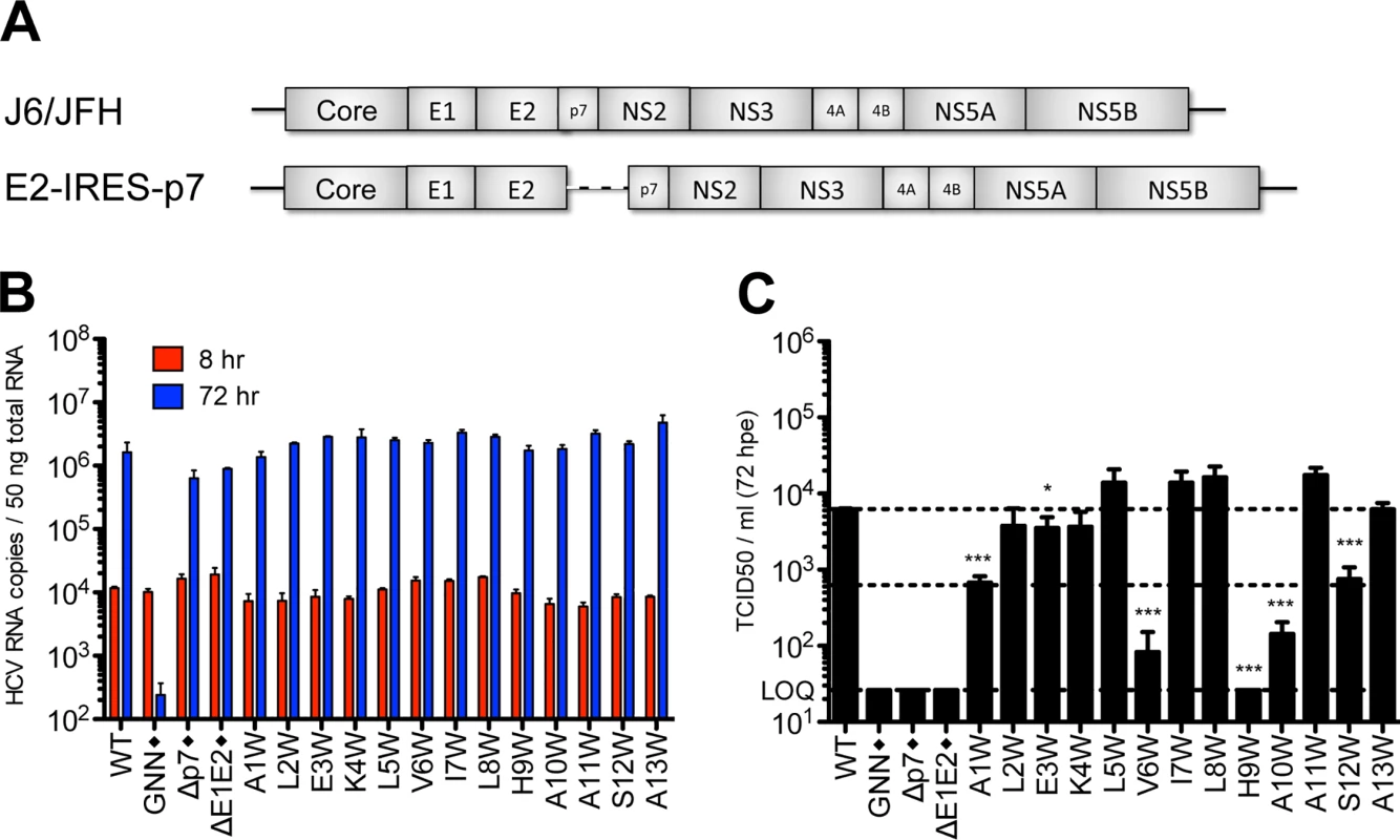 Analysis of N-terminal helix tryptophan substitutions in a bicistronic context.