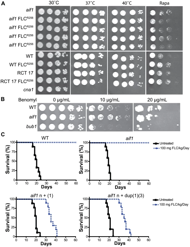 Fluconazole resistant aneuploid clones are stable and virulent. A