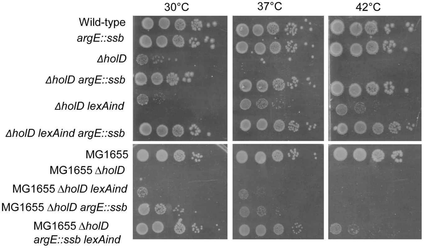 In an AB1157 background, a <i>ssb</i> gene duplication is sufficient to suppress Δ<i>holD</i> mutant growth defects.