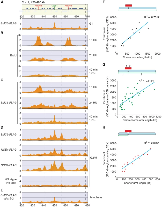 Smc5/6 is enriched on replicated chromosomes in between convergently transcribed genes close to centromeres, and the level of enrichment increases if the centromeres are distant from a chromosome end.