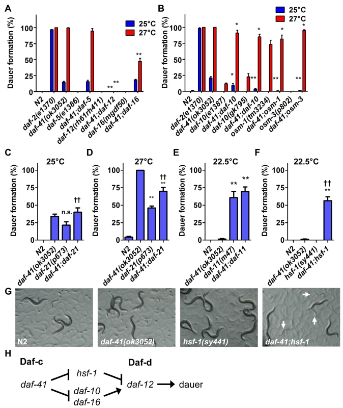Genetic interactions of <i>daf-41</i> with dauer signaling pathways.