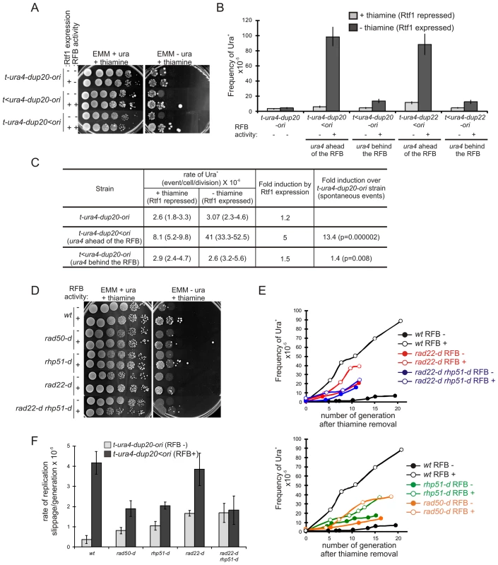 Fork recovery by homologous recombination results in replication slippage.