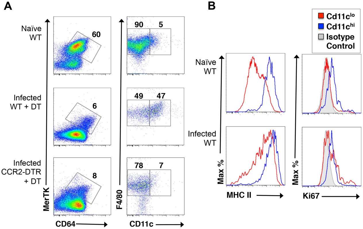 Monocyte depletion leads to the loss of a population of CD11c<sup>hi</sup>MHCII<sup>hi</sup> macrophages from the livers of infected mice.