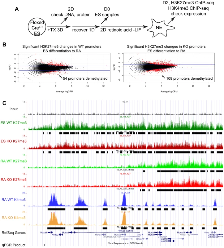 Proximal Hox genes demonstrate loss of H3K27me3 with RA treatment in the absence of KDM6 demethylation.