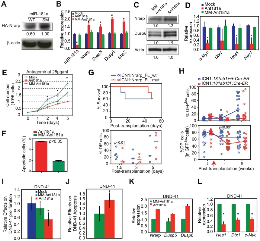 Targets of miR-181a in T-ALL cells and the effects of miR-181a inhibition in T-ALL cells.