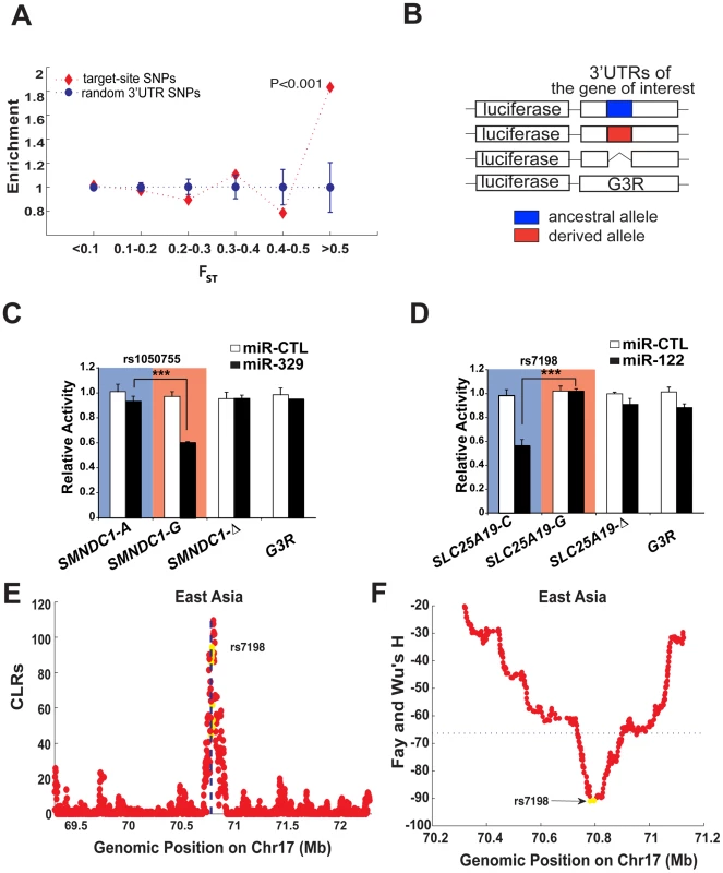 Identification of miRNA binding sites that show extreme population differentiation.