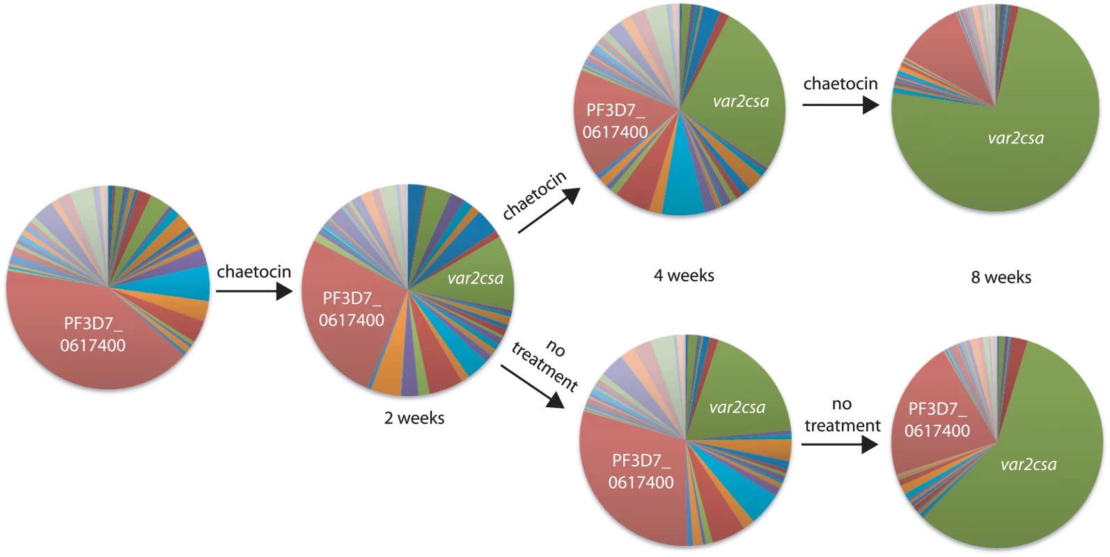 Short-term exposure to chaetocin leads to long-term induction of <i>var2csa</i> expression.