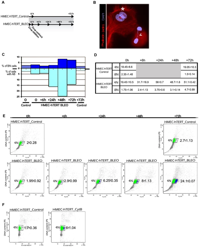 Artificially induced anaphase bridges engender binucleated polyploid HMEC-hTERT cells.