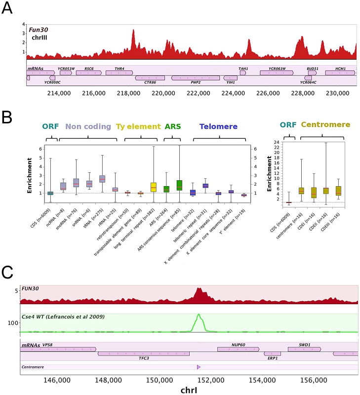 Fun30 is localized to specific regions in the genome, including centromeres.