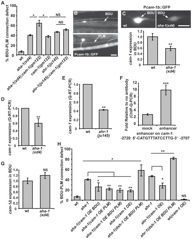 <i>aha-1</i> directly regulates <i>cam-1</i> gene expression.