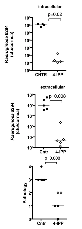 Treatment with 4-IPP promotes recovery from <i>P. aeruginosa</i>-induced corneal infection and pathology.