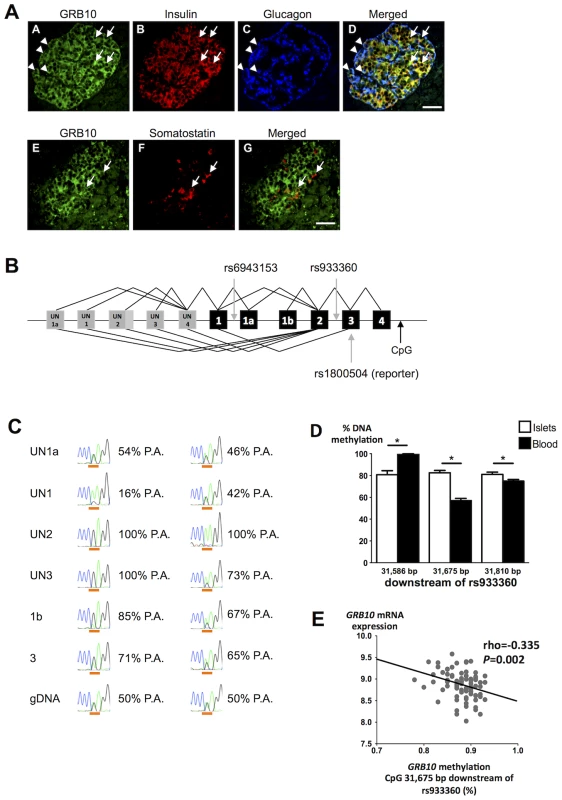 <i>GRB10</i> expression in human islets.