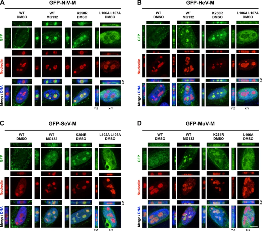 Subnuclear localization of Nipah, Hendra, Sendai and Mumps virus matrix during perturbation of ubiquitination.