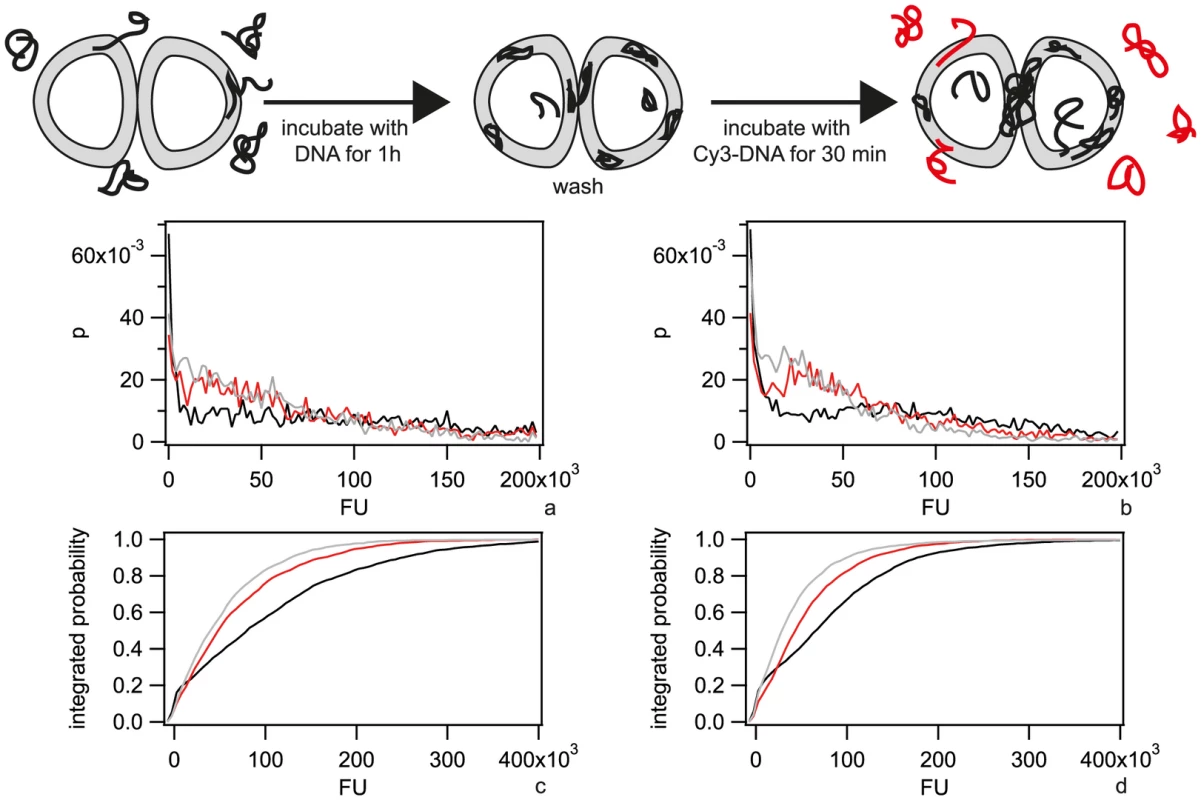 Pre-incubation with DNA inhibits uptake of Cy3-DNA.