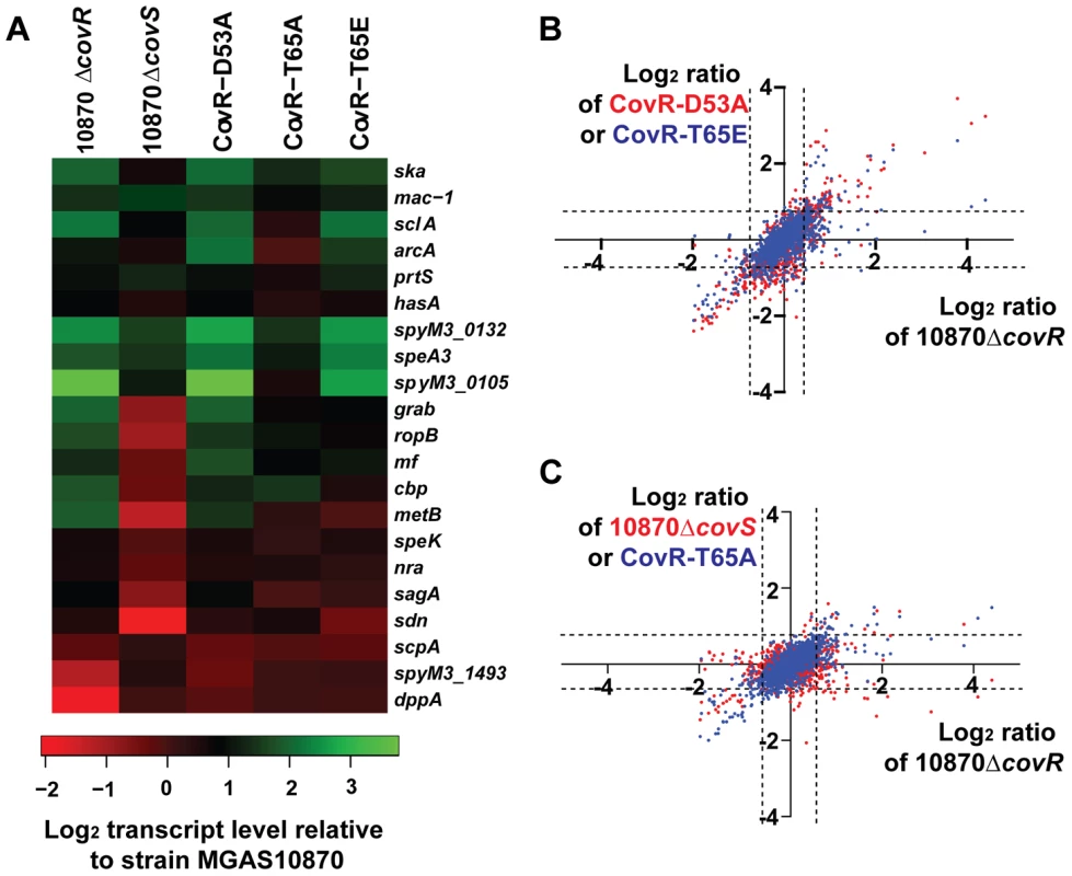 RNA-Seq analysis of various GAS strains.