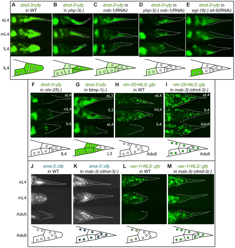 Expression epistasis experiments to test interactions between key regulatory genes.