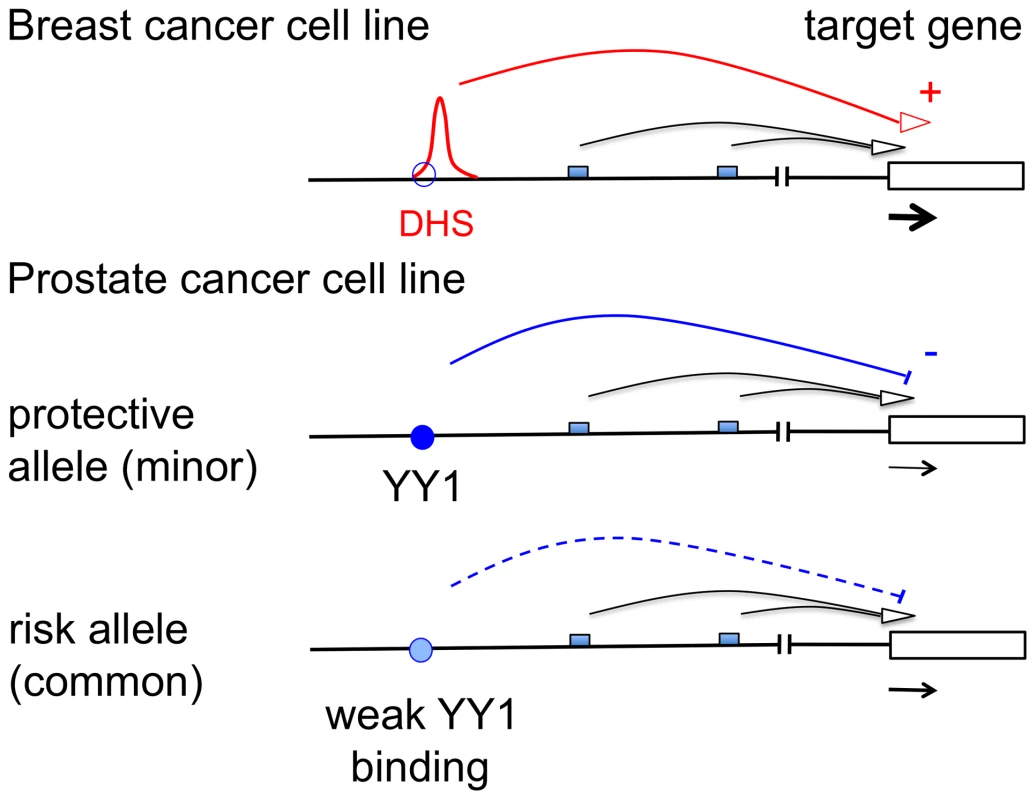 Schematic representation of the mode of action of rs378854.