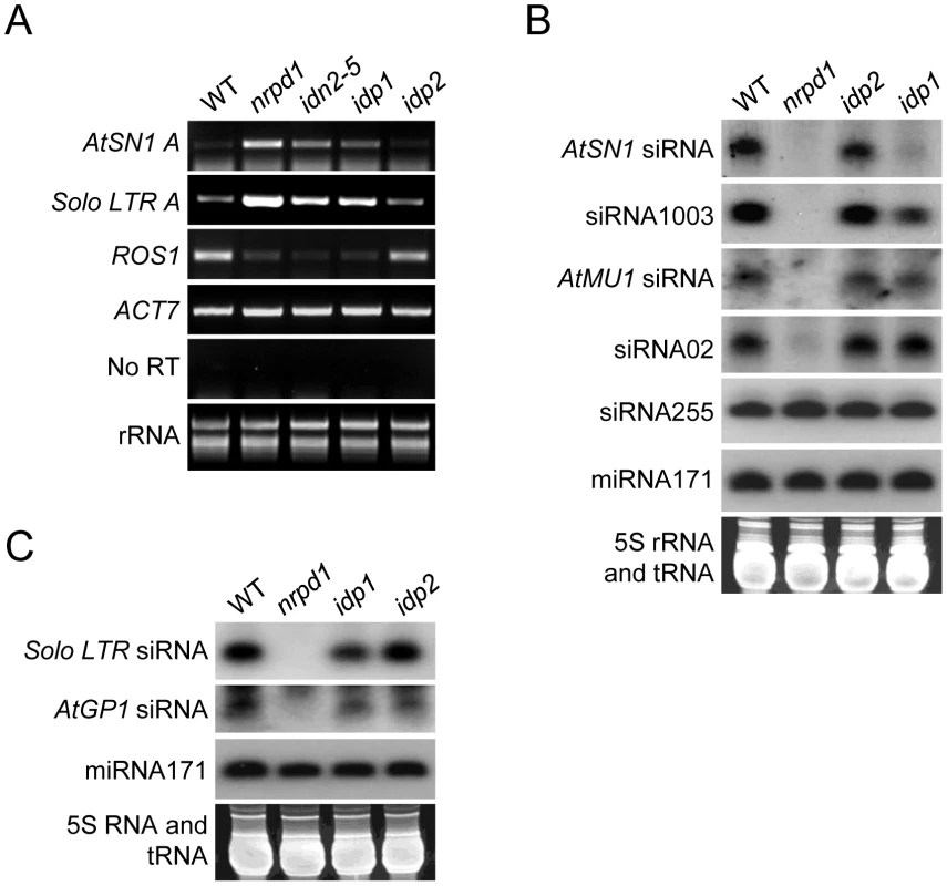 Effect of <i>idp1</i> and <i>idp2</i> on transcriptional gene silencing and small RNA accumulation at endogenous RdDM target loci.